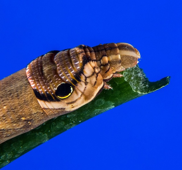 How to Implement Six Sigma in a Team