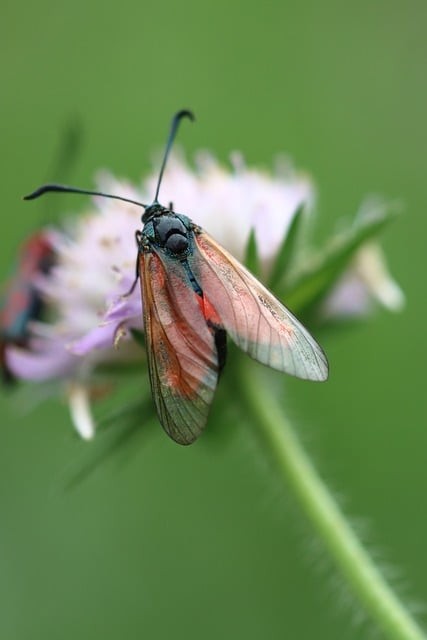 Six Sigma Green Belt Healthcare Examples