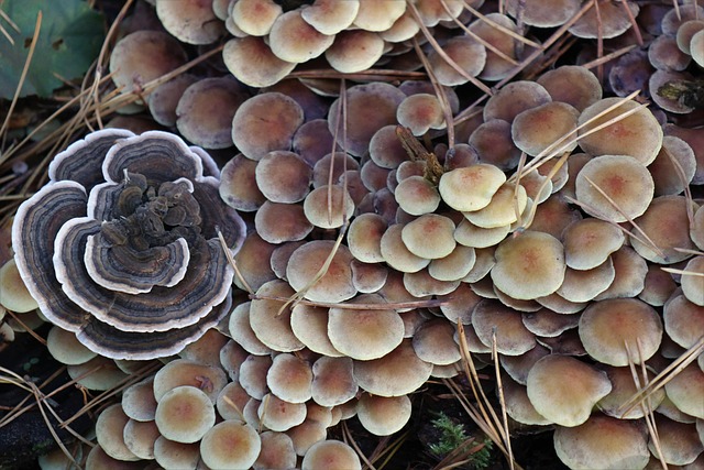 How to Implement Six Sigma in a Team