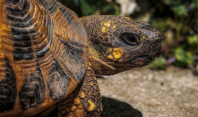 Six Sigma Case Studies PDF