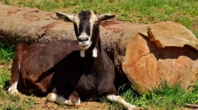 Case Studies on Six Sigma in Healthcare