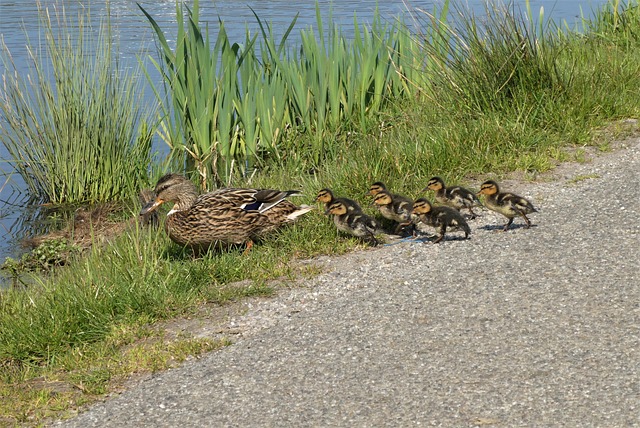 DMADV Methodology Explained