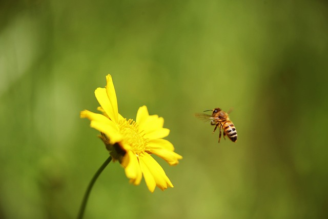 How to Implement Six Sigma in a Team