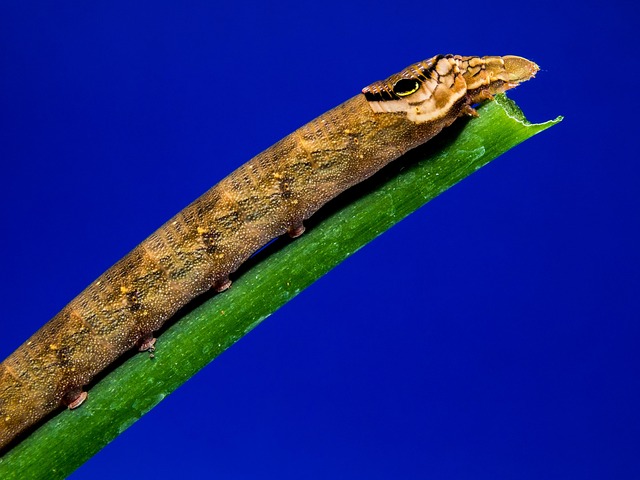 How to Implement Six Sigma in a Team