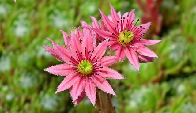 Six Sigma Green Belt Healthcare Examples