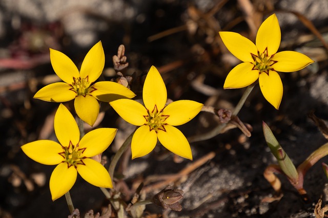 Six Sigma Yellow Belt Tools Summary