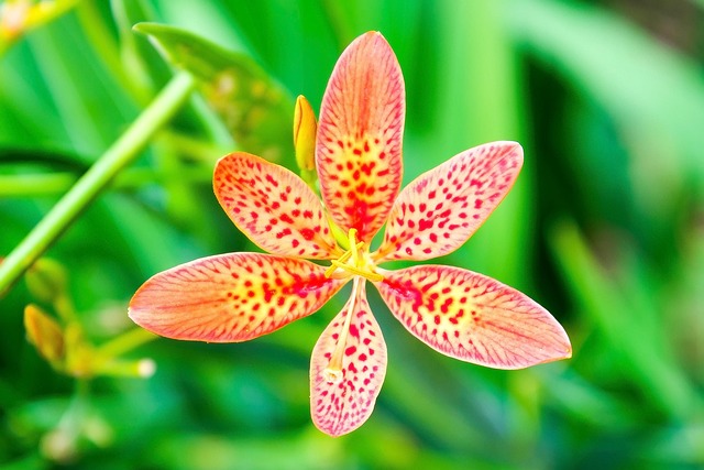 Six Sigma Green Belt Healthcare Examples