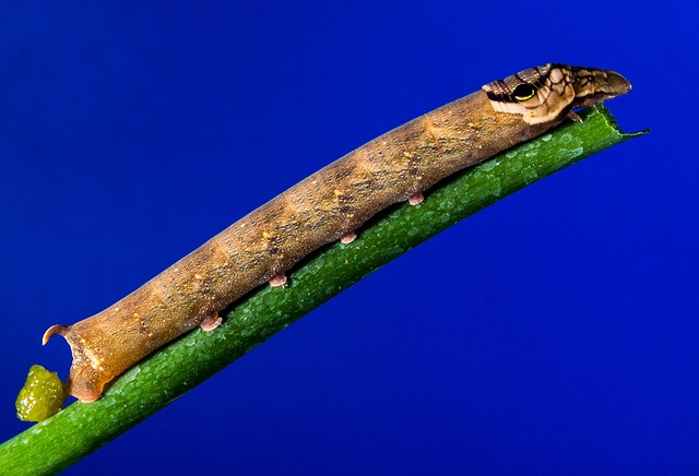 How to Implement Six Sigma in a Team