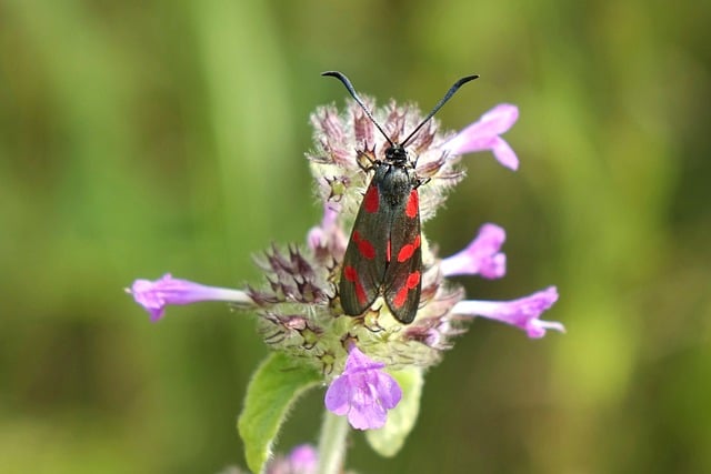 How to Implement Six Sigma in a Team